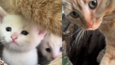 Tierno video: mujer encontró familia gatuna en un árbol de su casa