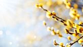 Catkins are flowering at different times as climate changes – threatening their pollination and the wildlife that feed on them