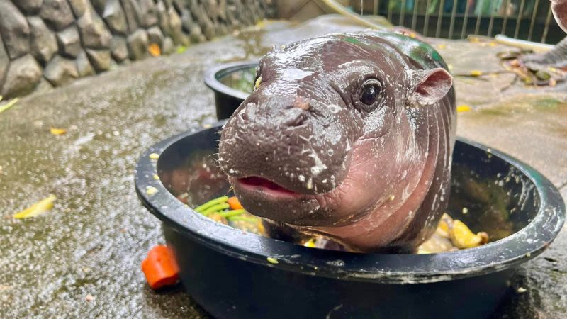 Moo Deng: Baby pygmy hippo is Thailand’s latest online sensation. But her keeper is worried about her fame | CNN