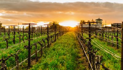 Why Lower Napa Valley Is California Wine Country's New Hotspot - Maxim