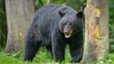 "Surprised" bear attacks security guard inside kitchen of luxury resort