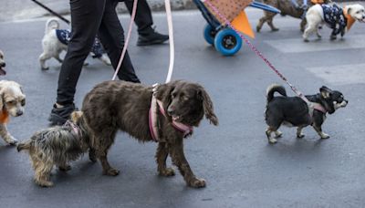 Compañía de cría de perros acepta multa de 35 millones de dólares en EE.UU. por maltrato