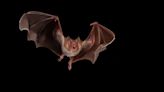 Are vampire bats swarming to Florida? New study says climate change is pushing them north