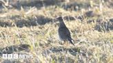 Skylark nests in Colchester 'potentially destroyed' by mowing