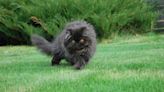 Persian Cat's Unique Attempts at Chirping Are Too Funny to Miss