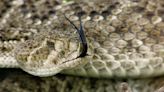 Texas wildlife expert shares crucial snake safety tips