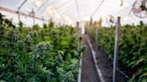 US, Canadian pot firms eye Germany for growth as market stagnates at home - AGCanada