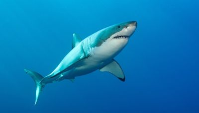 Rare Shark Bite Suspected at Popular East Coast Beach