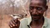 Wild birds ‘distinguish between calls made by different African tribes’ – study