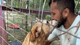 GR group rescues dogs that were allegedly abandoned in Honduras