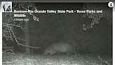 Elusive animal captured on trail camera — but Texas officials don’t know what it is