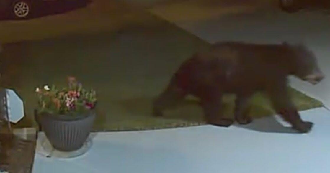 'A smorgasbord of trash cans': Black bear spotted rummaging for food in Aiken County