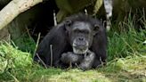 Betty the chimpanzee, Dublin Zoo's oldest resident, dies aged 62