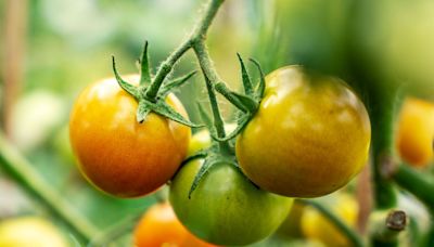 3 Reasons Your Tomatoes Aren't Turning Red—and 4 Ways to Help Them Ripen