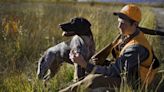 16 Bird Dog Breeds for Avid Hunters