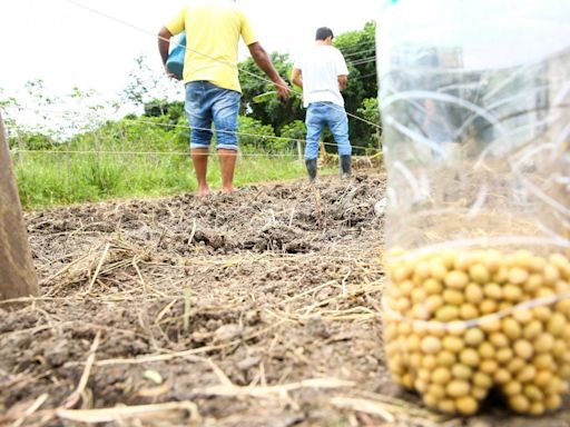Colheita de soja 2023/24 atinge 98,8% da área no país, aponta Conab | Economia | O Dia