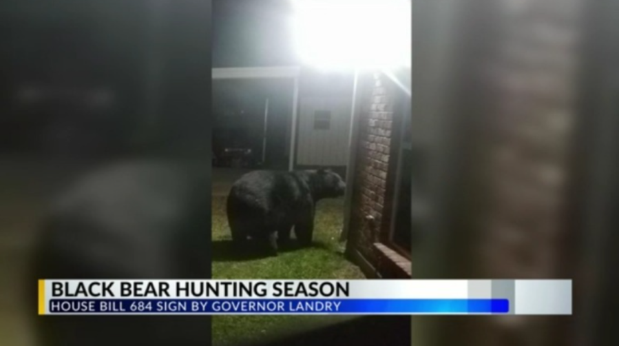 Louisiana Wildlife and Fisheries talks reestablishment of bear hunting season
