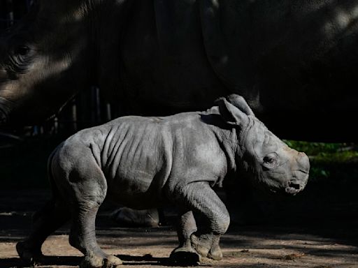 Presentan en Chile una nueva cría del amenazado rinoceronte blanco, la tercera nacida en Sudamérica