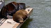 Sea lions are back in Sacramento. Here’s why and where you can see them along the river