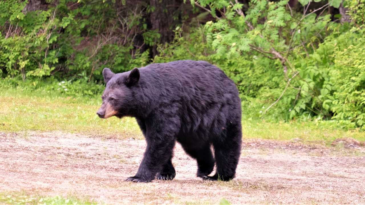 Adult Male Bear Shot, Killed By Canton Business Owner In Self-Defense