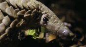 5. Poaching Pangolin