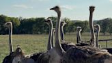 Hundreds of ostriches missing from Central Texas ranch