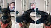 German shepherd’s reaction to ‘head-tilt check’ is hilarious