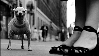 El universo paralelo de Elliott Erwitt, el fotógrafo fascinado por la condición humana (y canina)
