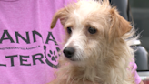 ANNA Shelter looking for new homes for 17 seized dogs