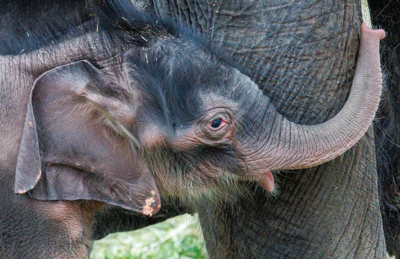 Yoga with elephants? Bet your trunk on it: Spots are filling up fast at Syracuse zoo