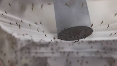 Mosquito species ‘exploded all over the valley’; What can the health district do?