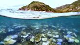 國際小學堂／全球珊瑚大量白化 30年來第4次