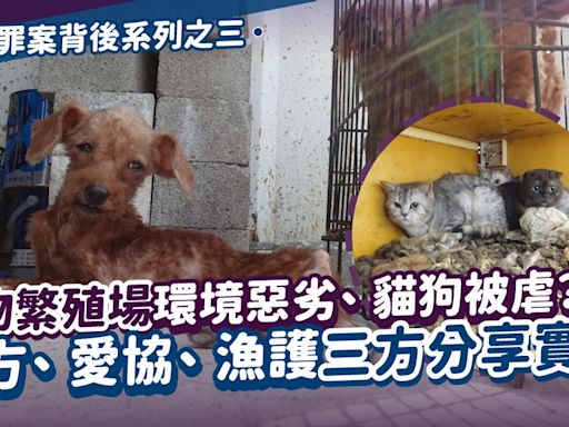 動物繁殖場環境惡劣、貓狗被虐？警方、愛協、漁護三方分享實況