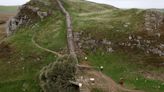 Everything we know about the felled Sycamore Gap tree