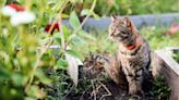 14 ways to deter unwanted cats from your garden