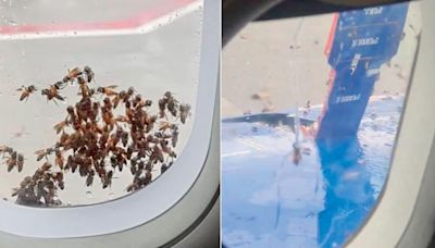 IndiGo flight to Bareilly delayed by bee swarm at Mumbai airport