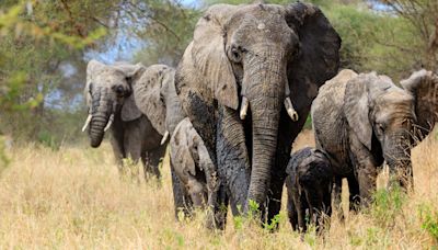 This Fact About Elephant Communication Has Blown My Mind