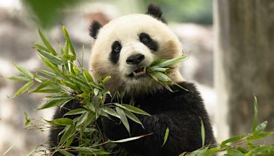 Pandas Will Return to the National Zoo in Washington D.C. by the End of 2024