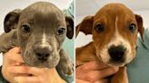 PETA Offering $5K for More Information About Puppies Abandoned in N.J. Woods and 'Left to Freeze'