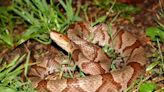 5 venomous snakes in NC, Asheville: What to know about rattlesnakes, copperheads, more