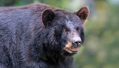 Bear eats family of ducks as children and parents watch in horror | 700WLW | Mike McConnell