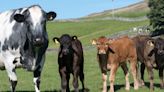 IBR prevalent in over 48pc of suckler herds, study finds