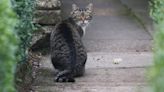 New rules makes microchipping for cats in England compulsory