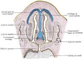 Vomeronasal organ