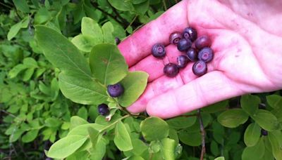 Practice good huckleberry foraging this summer