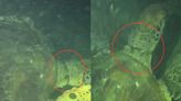 太驚險！墾丁綠蠵龜遭魚線纏頸 多方隔空接力救援成功