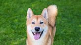 Will Shiba Inu's Burn Portal Be a Bigger Catalyst Than Its Robinhood Listing?