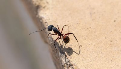 How to Get Rid of Carpenter Ants to Prevent Damage to Your Home