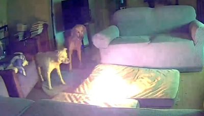 [Video] Perro causó incendió en una casa al morder objeto peligroso y que muchos tienen