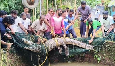 Kundapur: Crocodile rescued from well after two days of efforts